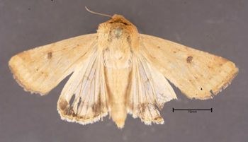 Media type: image;   Entomology 622487 Aspect: habitus dorsal view